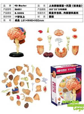 BOxx潮玩~4DMASTER 人體模型解剖拼裝 生物教學教具模型 大腦26056