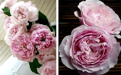 (現貨很小棵)謝麗爾 De Cheryl。悠遊山城(創始店)5-6吋盆玫瑰。特價500