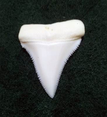 (New 大白鯊嘴牙) 3.6公分真正大白鯊(上鍔)鯊魚牙..無刮痕無缺齒. A標本級. 稀有! #7.362606