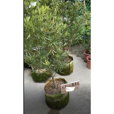 大虎斑羅漢松美植袋高130公分 吋盆2024/3月實物拍攝觀葉植物 綠化植物(42470)