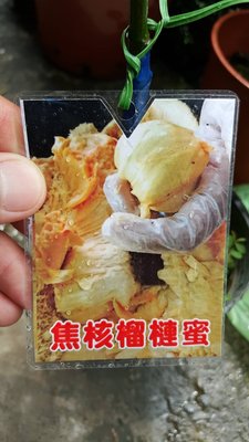 ╭＊田尾玫瑰園＊╯新品種水果苗(焦核榴槤蜜)高1尺800元