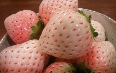 ↖ 桃薰草莓　有水蜜桃香味(種子)　↗