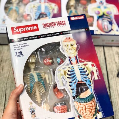 Supreme 人体模型 男女 2体セット 納品書付き-