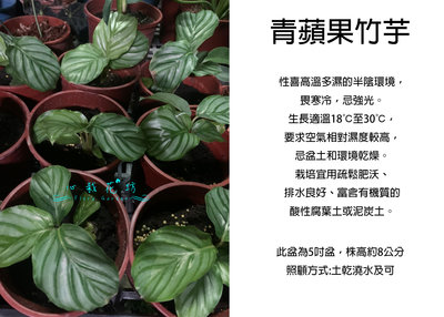心栽花坊-青蘋果竹芋/如圖小/5吋/綠化植物/室內植物/觀葉植物/售價300特價250