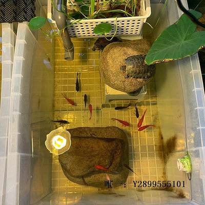 玻璃魚缸加厚烏龜缸草龜鱷龜透明養龜箱專用缸家用大型金魚缸生態缸飼養箱水族箱