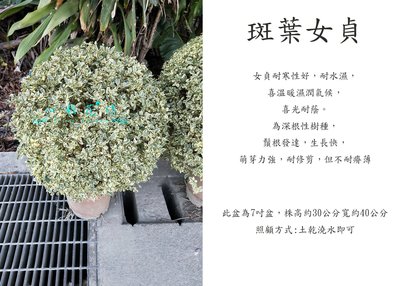 心栽花坊-斑葉女貞/大葉冬青/造型樹/綠籬植物/綠化植物/售價300特價250
