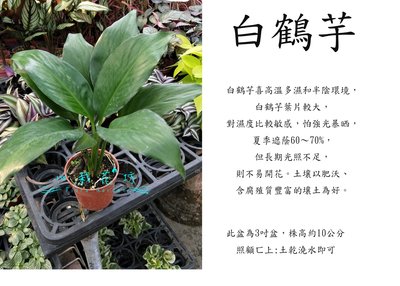 心栽花坊-白鶴芋/3吋盆/綠化植物/室內植物/觀葉植物/售價50特價40