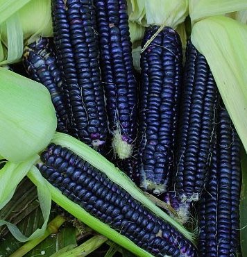 百花園法國黑騎士玉米種子10入