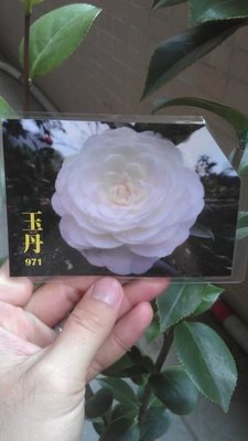 ╭☆東霖園藝☆╮茶花----(玉丹)大陸品種.非常新---出售非本株