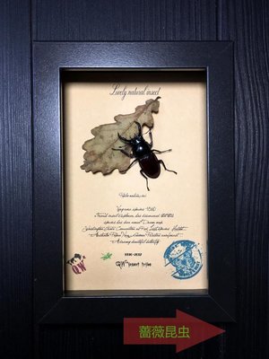 【熱賣精選】南亞原始雨林驚嘆的鹿角鍬甲甲殼蟲生態標本珍藏