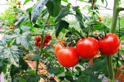 矮種紅番茄種子20粒50元，適合盆栽種植
