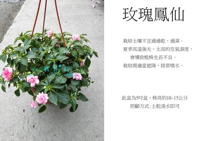 心栽花坊-玫瑰鳳仙/重瓣鳳仙/觀花植物/草本植物/售價160特價140