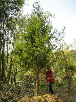 青山園藝  油杉米俓10~12cm  高5~6米  黑松桂花真柏紅豆杉雪松羅漢松