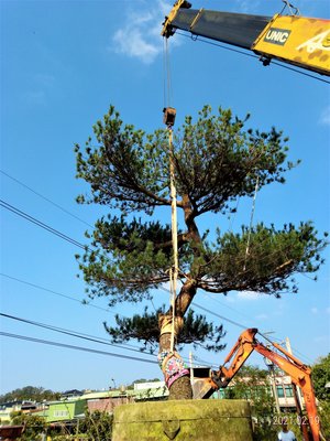 【竹林農莊】漂亮 迎賓樹  ~ 已被收藏囉！