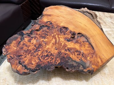 台灣黃檜木 鳳尾瘤 刺釘瘤