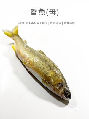 【魚仔海鮮】母香魚(5-6尾) 1000g 母香魚 台灣香魚 母香魚 中秋烤肉 海鮮 冷凍