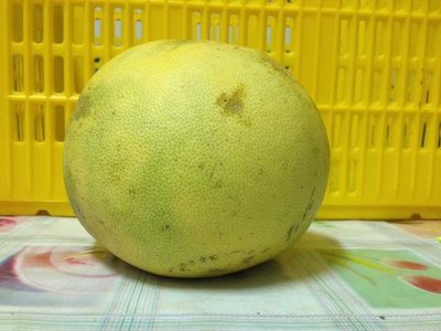大白柚 白柚 有機  小農自產自銷 無農藥種植