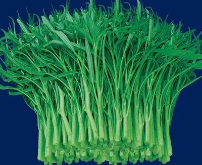 【大包裝蔬菜種子L161】竹葉空心菜~葉片細長，尾端尖有如竹葉，莖脆質嫩。性耐高溫及好濕，夏天播種後約20天可採收。