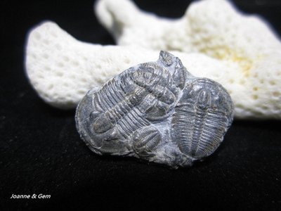 三葉蟲化石-金氏厄拉夏(Elrathia)愛爾納三葉蟲群板-寒武紀5億~4億年的古老生物化石