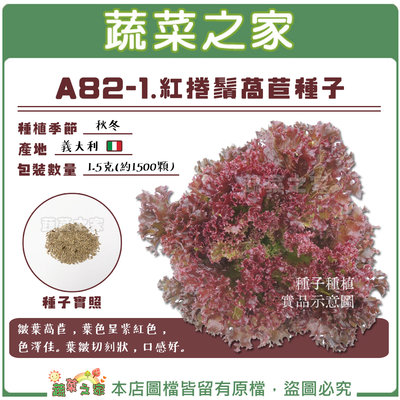 【蔬菜之家滿額免運】A82-1.紅捲鬚萵苣種子1.5克(約1500顆)//皺葉萵苣，葉色呈紫紅色，色澤佳。葉皺切刻狀。