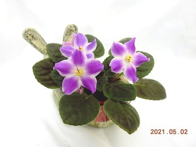 堤緣花語陶-淨化室內空氣植物-非洲紫羅蘭 Glimmer