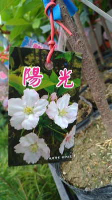 ╭☆東霖園藝☆╮日本櫻花(陽光)紅吉野...紅花吉野...平地可開..另有種品種.請先詢問