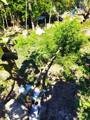 阿勝的店  台灣原生種油杉高3米  10年樹（地點：土牛要自載）