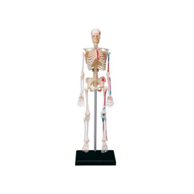4D MASTER益智拼裝玩具人體器官骨架解剖模型醫學教學用模型