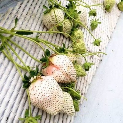 白草莓苗 日本種天使之實草莓 日本引進頂級白草莓