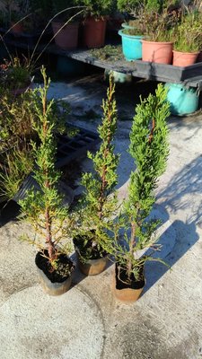 ╭☆東霖園藝☆╮超優質樹種(鉛筆柏)龍柱柏-義大利直柏-庭園樹 出售為3吋苗  缺貨中