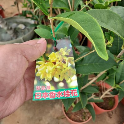 百果種苗園（日本香水桂花）香氛植物