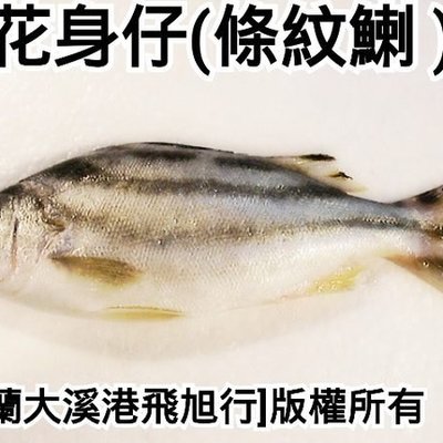 花身仔 花身鯻 回饋價 3 4尾一公斤體原價每公斤800 950 優惠期間每公斤650 Yahoo奇摩拍賣