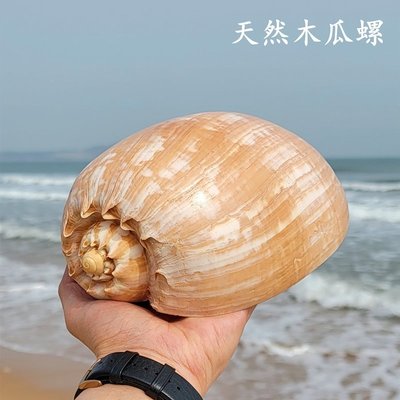 【熱賣精選】天然超大海螺木瓜螺貝殼皇冠渦螺魚缸裝飾海洋標本收藏送禮聽海聲，