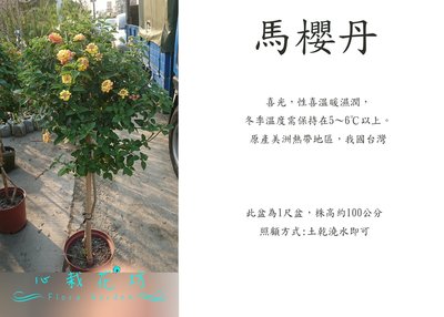 心栽花坊-馬櫻丹棒棒糖/1尺盆/造型樹/綠籬植物/觀花植物/綠化植物/售價1100特價1000