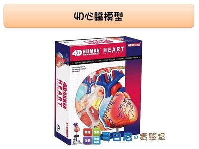哥白尼的實驗室/生物/4D心臟模型/動脈 靜脈 瓣膜 心房心室/正版Fame Master/科學玩具