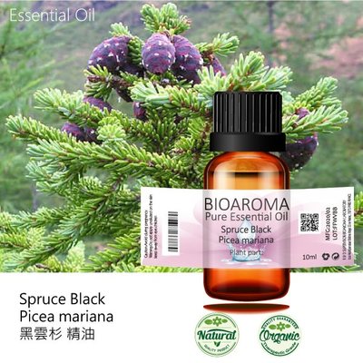 【芳香療網】黑雲杉精油Spruce Black - Picea mariana  100ml