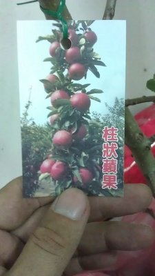 ╭☆東霖園藝☆╮水果苗(柱狀蘋果)蘋果..平地會結果---對岸品種--台灣接.目前80公分上