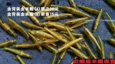 [彩蝦屋]龍魚專用活餌飼料   金背黃金米蝦A級1組50特價區 送大槍蝦10隻 免運