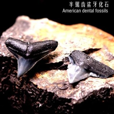 美國半鋸齒鯊魚牙齒化石原石頭標本動物牙齒化石吊墜標本珍藏科普凌雲閣化石隕石 促銷