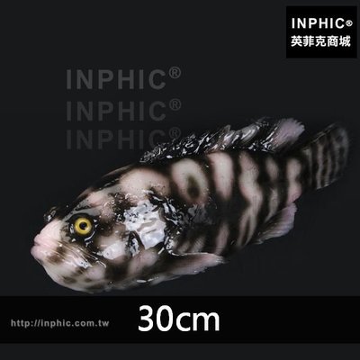 INPHIC-假魚模型訂做草魚老虎斑魚模型魚缸裝飾魷魚擺飾仿真魚-長度30cm_aDXM