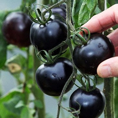 黑番茄種子 20粒裝  (可陽台種植， 盆栽 )