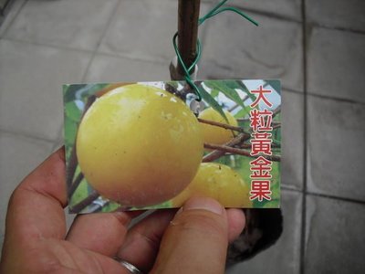 ╭☆東霖園藝☆╮新興果樹-大粒黃金果(大果黃金果)--嫁接苗-果實可達一斤