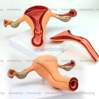 (ME-A127)醫用女性內生殖器官解剖模型子宮卵巢生殖結構婦科