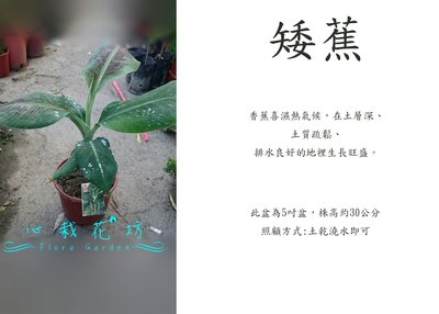 心栽花坊-矮蕉/超取會裁切/5吋/香蕉/水果苗售價250特價200