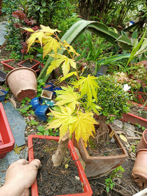 特殊少見的老粗頭造型小品盆栽日本品種黃金紅楓樹名字叫做喬丹2，好種植喜歡全日照潮濕的環境便宜賣2680元優惠超商取貨免運