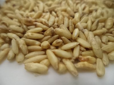【野果集工坊】養生糙米茶300g，特選台灣長秈糙米低溫慢焙，熱量低、清甜溫和不燥熱
