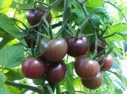 黑櫻桃番茄種子20粒40元