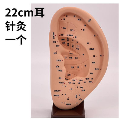 22CM耳針灸模型 耳朵穴位模型 耳部經絡模型  耳朵按摩反射區模型
