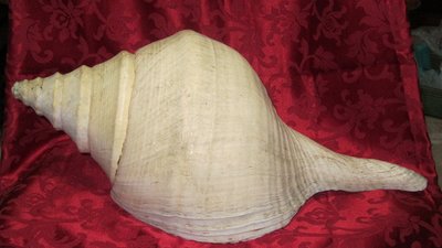 天然大海螺  家居擺件 貝殼魚缸水族箱造景裝飾  【大海螺一個 限自取】211026
