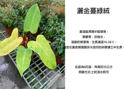 心栽花坊-灑金蔓綠絨/蔓綠絨/6吋/綠化植物/室內植物/觀葉植物/售價400特價350